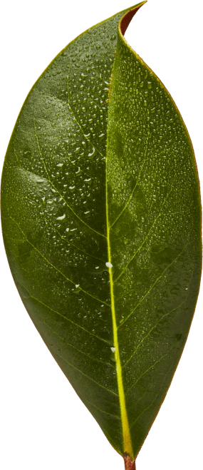 leaf
